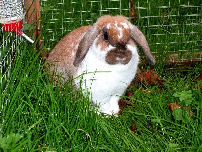 rabbits,guinea pigs,ferrets,chinchillas,hamsters,mice