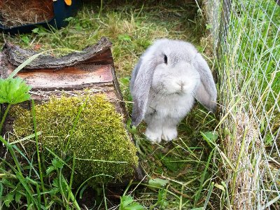 rabbits,guinea pigs,ferrets,chinchillas,hamsters,mice