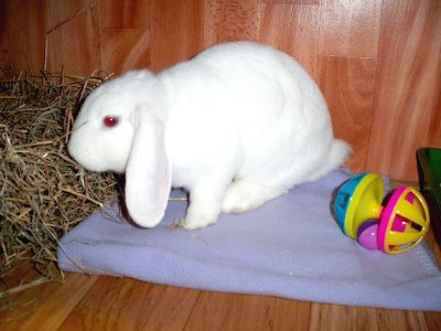 rabbits,guinea pigs,ferrets,chinchillas,hamsters,mice