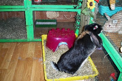 rabbits,guinea pigs,ferrets,chinchillas,hamsters,mice
