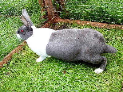 rabbits,guinea pigs,ferrets,chinchillas,hamsters,mice