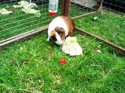 rabbits,guinea pigs,ferrets,chinchillas,hamsters,mice