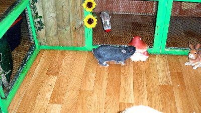 rabbits,guinea pigs,ferrets,chinchillas,hamsters,mice
