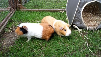 rabbits,guinea pigs,ferrets,chinchillas,hamsters,mice