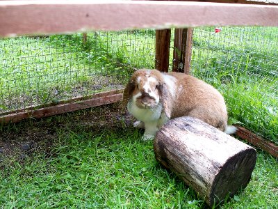 rabbits,guinea pigs,ferrets,chinchillas,hamsters,mice