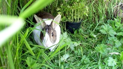 rabbits,guinea pigs,ferrets,chinchillas,hamsters,mice