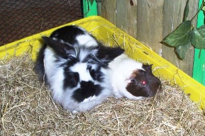 rabbits,guinea pigs,ferrets,chinchillas,hamsters,mice