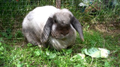 rabbits,guinea pigs,ferrets,chinchillas,hamsters,mice