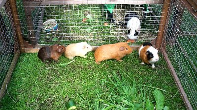 rabbits,guinea pigs,ferrets,chinchillas,hamsters,mice