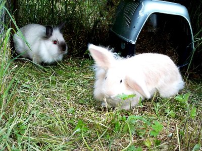 rabbits,guinea pigs,ferrets,chinchillas,hamsters,mice