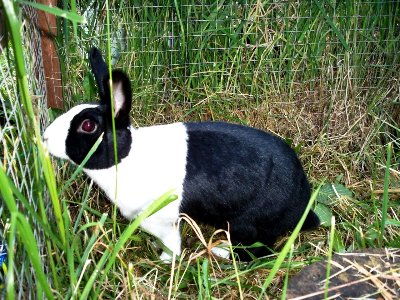 rabbits,guinea pigs,ferrets,chinchillas,hamsters,mice