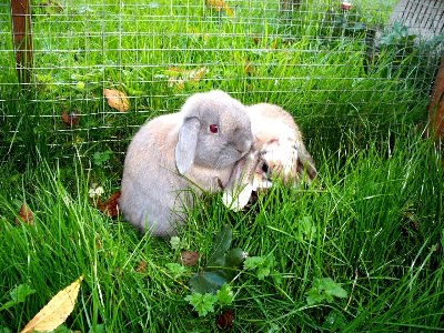 rabbits,guinea pigs,ferrets,chinchillas,hamsters,mice