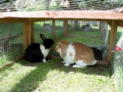 rabbits,guinea pigs,ferrets,chinchillas,hamsters,mice