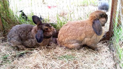 rabbits,guinea pigs,ferrets,chinchillas,hamsters,mice