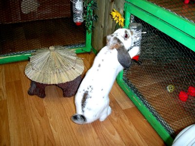 rabbits,guinea pigs,ferrets,chinchillas,hamsters,mice
