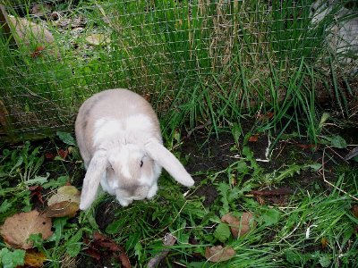 rabbits,guinea pigs,ferrets,chinchillas,hamsters,mice