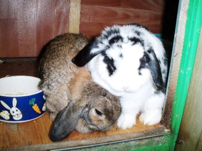 rabbits,guinea pigs,ferrets,chinchillas,hamsters,mice