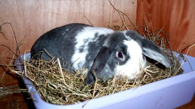 rabbits,guinea pigs,ferrets,chinchillas,hamsters,mice