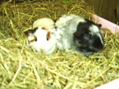 rabbits,guinea pigs,ferrets,chinchillas,hamsters,mice