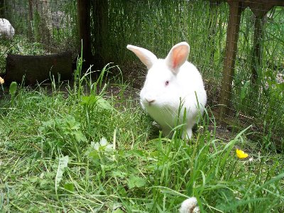 rabbits,guinea pigs,ferrets,chinchillas,hamsters,mice