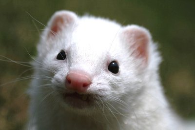 rabbits,guinea pigs,ferrets,chinchillas,hamsters,mice
