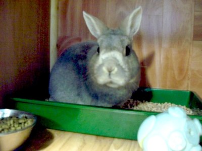 rabbits,guinea pigs,ferrets,chinchillas,hamsters,mice