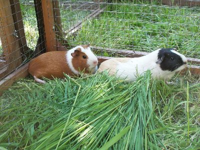 rabbits,guinea pigs,ferrets,chinchillas,hamsters,mice