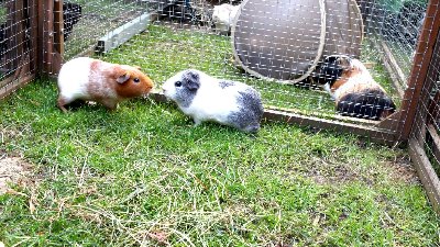 rabbits,guinea pigs,ferrets,chinchillas,hamsters,mice