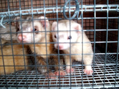 rabbits,guinea pigs,ferrets,chinchillas,hamsters,mice
