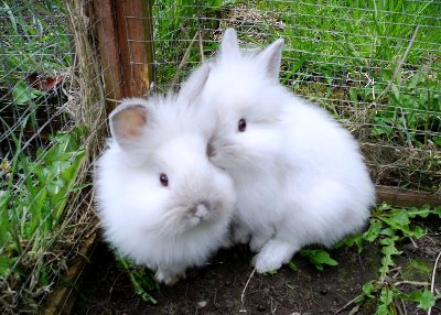 rabbits,guinea pigs,ferrets,chinchillas,hamsters,mice