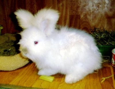 rabbits,guinea pigs,ferrets,chinchillas,hamsters,mice