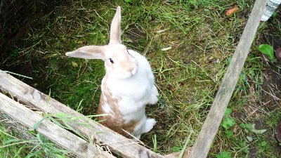 rabbits,guinea pigs,ferrets,chinchillas,hamsters,mice