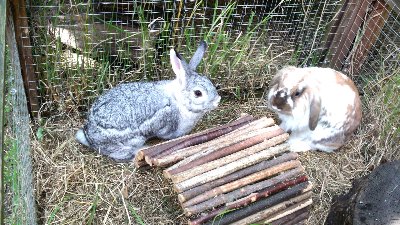 rabbits,guinea pigs,ferrets,chinchillas,hamsters,mice