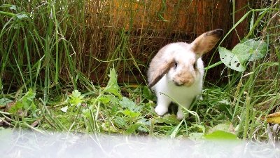 rabbits,guinea pigs,ferrets,chinchillas,hamsters,mice
