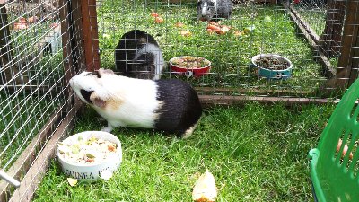 rabbits,guinea pigs,ferrets,chinchillas,hamsters,mice