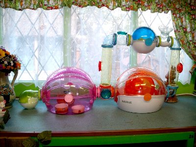 rabbits,guinea pigs,ferrets,chinchillas,hamsters,mice
