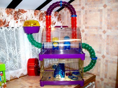rabbits,guinea pigs,ferrets,chinchillas,hamsters,mice