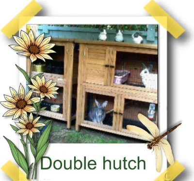 rabbits,guinea pigs,ferrets,chinchillas,hamsters,mice