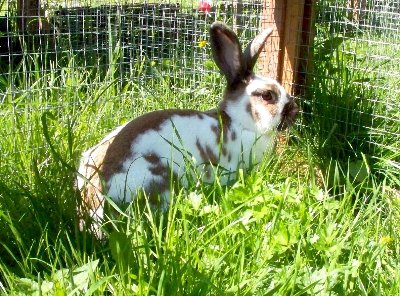 rabbits,guinea pigs,ferrets,chinchillas,hamsters,mice