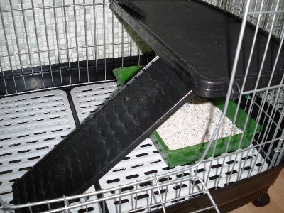 rabbits,guinea pigs,ferrets,chinchillas,hamsters,mice