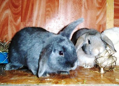 rabbits,guinea pigs,ferrets,chinchillas,hamsters,mice