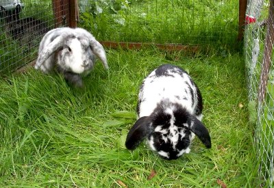 rabbits,guinea pigs,ferrets,chinchillas,hamsters,mice