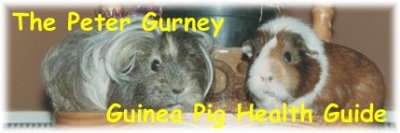 guineapigshealf