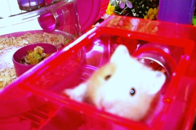 rabbits,guinea pigs,ferrets,chinchillas,hamsters,mice