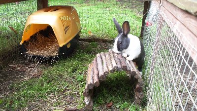 rabbits,guinea pigs,ferrets,chinchillas,hamsters,mice
