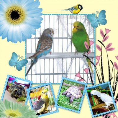 rabbits,guinea pigs,ferrets,chinchillas,hamsters,mice