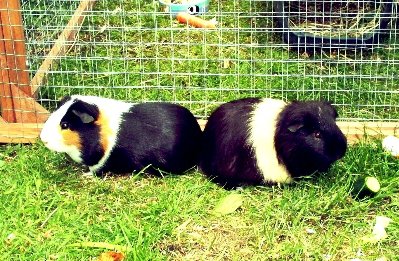 rabbits,guinea pigs,ferrets,chinchillas,hamsters,mice