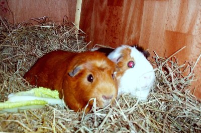 rabbits,guinea pigs,ferrets,chinchillas,hamsters,mice