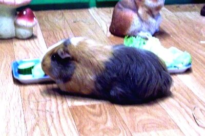 rabbits,guinea pigs,ferrets,chinchillas,hamsters,mice