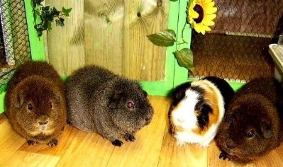 rabbits,guinea pigs,ferrets,chinchillas,hamsters,mice